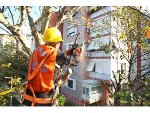 Kadıköy Belediyesi’nin ağaç budama çalışmaları devam ediyor