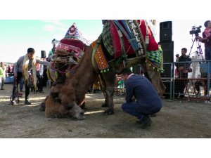 Pehlivan develer kozlarını Buharkent arenasında paylaştı