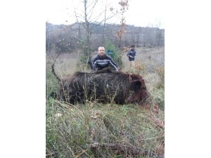300 kilo ağırlığında domuz avladılar