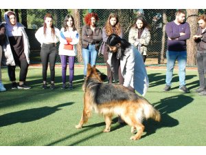 Köpek eğitim kursuyla köpeklerle daha iyi iletişim kurabilmek amaçlanıyor