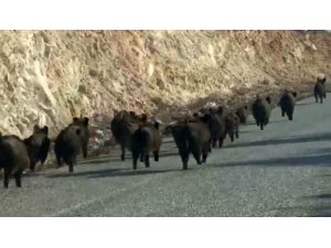 Kara yoluna çıkan domuz sürüsünün şaşırtıcı görüntüsü