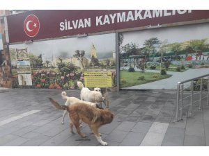 Silvan’da başıboş köpekler korkutuyor