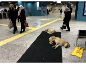 Köpekler ısınmak için Marmaray’a sığındı