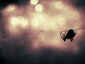 Avustralya'da felaketlerin ardı kesilmiyor: Bu kez de ‘zehirli örümcek’ uyarısı yapıldı