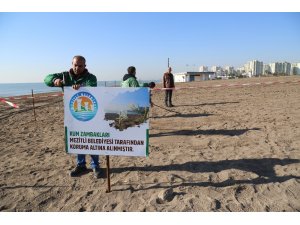 Mezitli Belediyesi kum zambaklarını korumaya aldı
