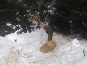 Karda aç kalan yaban hayvanları için ormana yem bırakıldı