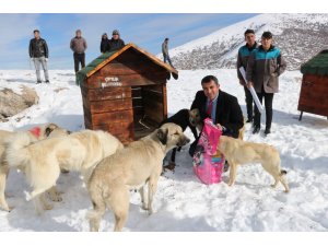 Dağa oyuk açan Belediye Başkanı, "Köpek Köyü" kurdu