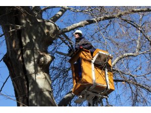 400 yıllık anıt ağaçta özel ekip çalışma başlattı