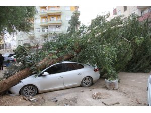 Mardin’de şiddetli rüzgar  dev ağacı otomobilin üzerine devirdi