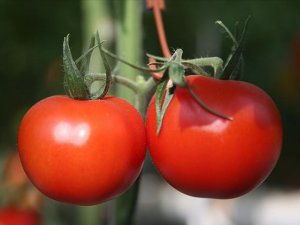 Rusya'ya domates ihracatı 2019'da yüzde 186 arttı
