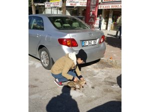 Antalya’da hayvanseverlerden kediyi ezen sürücüye tepki