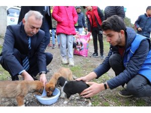 Belediye başkanı ve gönüllüler yavru köpekleri elleriyle besledi