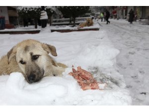 Mardin’de duyarlı vatandaş sokak köpeklerine et dağıttı