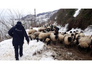Giresun’da aç kalan yaban hayvanları koyun sürüsüne saldırdı