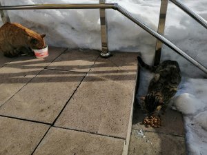 Karla kaplı Ovacık’ta sokak hayvanları unutulmuyor