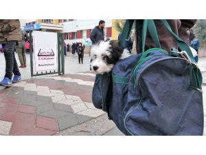 Yavru köpeğini spor çantasında taşıyor