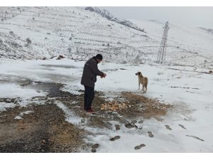 Mardin Büyükşehir Belediyesi karlı havada sokak hayvanlarını unutmadı