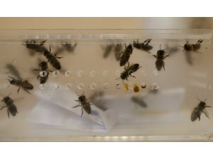 Hastalıklara şifa arı iğnesi