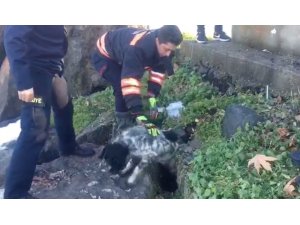 Kayalıklara sıkışan köpek kurtarıldı
