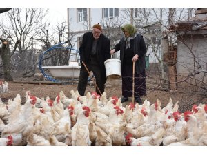 Yaşlı çift, bin tavuktan 800 adet organik yumurta üretiyor