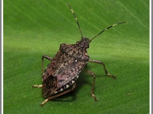 "Kahverengi Kokarca" böceği özellikle fındık bahçelerini  tehdit etmeye devam ediyor