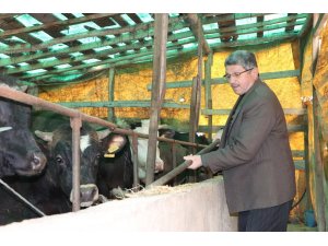 Samsun’da büyükbaş hayvan dolandırıcılığı iddiası: ’220 bin TL’lik vurgun’