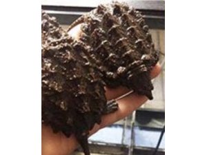 Sosyal medyadan satılmaya çalışılan timsah yiyen kaplumbağalara el konuldu