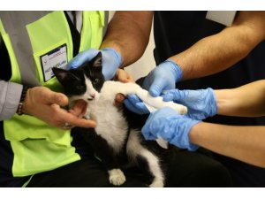 Ayağı kırık acile sığınan kediye hasta çalışanları sahip çıktı