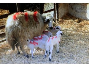 Gökhöyük Tarım İşletmesi’nde bir koyun beşiz yavruladı