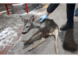 Bolu’da, kaza geçiren yavru gazelle, ormancılar tarafından kurtarıldı