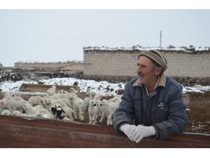 Çobanların soğuk havada ’Kuzu’ nöbeti