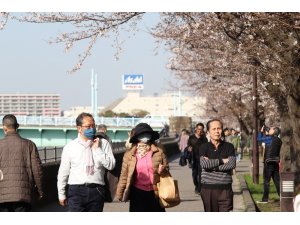 Japonya’da ’sakura’ coşkusuna korona virüsü engeli