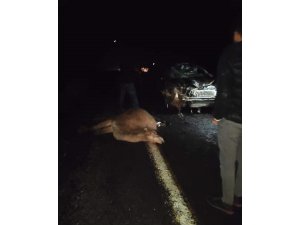 Otomobil deve sürüsünün arasına daldı: 4 deve telef oldu