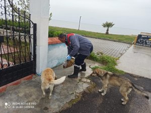 Burhaniye’de Belediye sokak hayvanlarına sahip çıktı