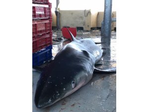 Ordulu balıkçıların ağına yarım tonluk köpek balığı takıldı