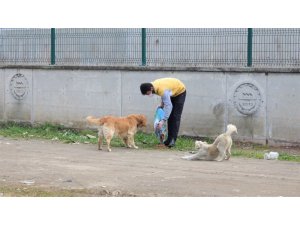 Başiskele’de sokak hayvanlarına mama desteği veriliyor