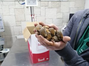 Kastamonu’da çalışan orman işçileri sincap yavrularına sahip çıktı