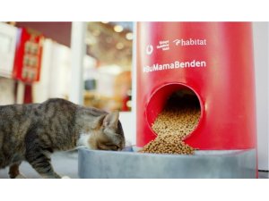 Türkiye Vodafone Vakfı’ndan ’Salgında sokak hayvanlarını unutma’ çağrısı