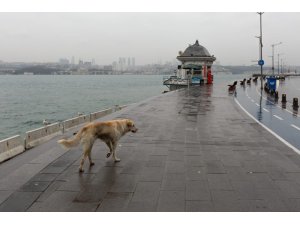 İstanbul Valisi Yerlikaya’dan sokak hayvanlarıyla ilgili paylaşım