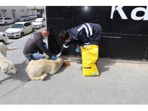 Erzincan’da sokak hayvanları unutulmadı