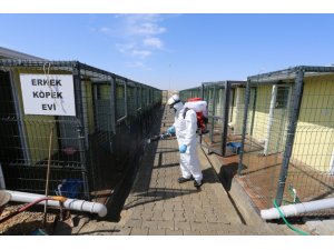 Hayvan kasabası düzenli olarak dezenfekte ediliyor