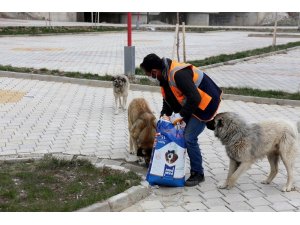 Gürpınar Belediyesi sokak hayvanlarını yalnız bırakmadı