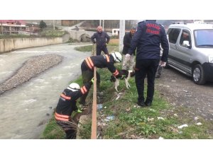 Galanima Deresi’ne düşen sahipsiz köpek itfaiye ekipleri tarafından kurtarıldı