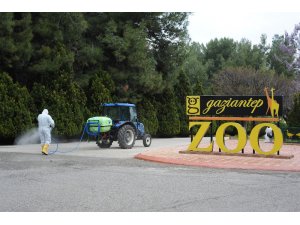 Kaplan Nadia korona virüs oldu, Gaziantep Hayvanat Bahçesi’nde tedbirler arttırıldı