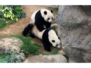 Hong Kong’da korona virüs nedeniyle kapanan hayvanat bahçesindeki pandalar 10 yıl sonra çiftleşti