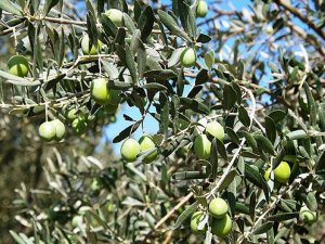 Muğla'da izinsiz kesilen 600 zeytin ağacı için 110 bin lira para cezası