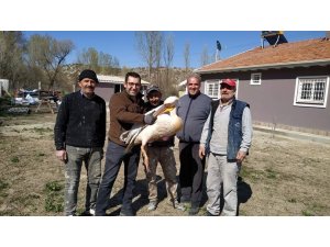 Kütahya’da yaralı pelikan tedavi altına alındı