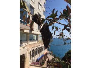 Antalya’da arı alarmı