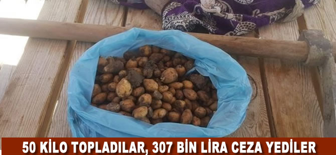 50 kilo topladılar, 307 bin lira ceza yediler