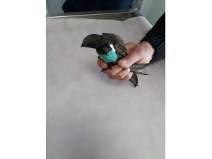 Hayvansever tarafından bulunan yaralı kuşlar tedavi edildi